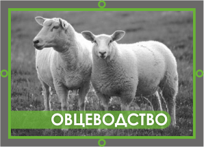 кормовое оборудование barlos для овцеводства
